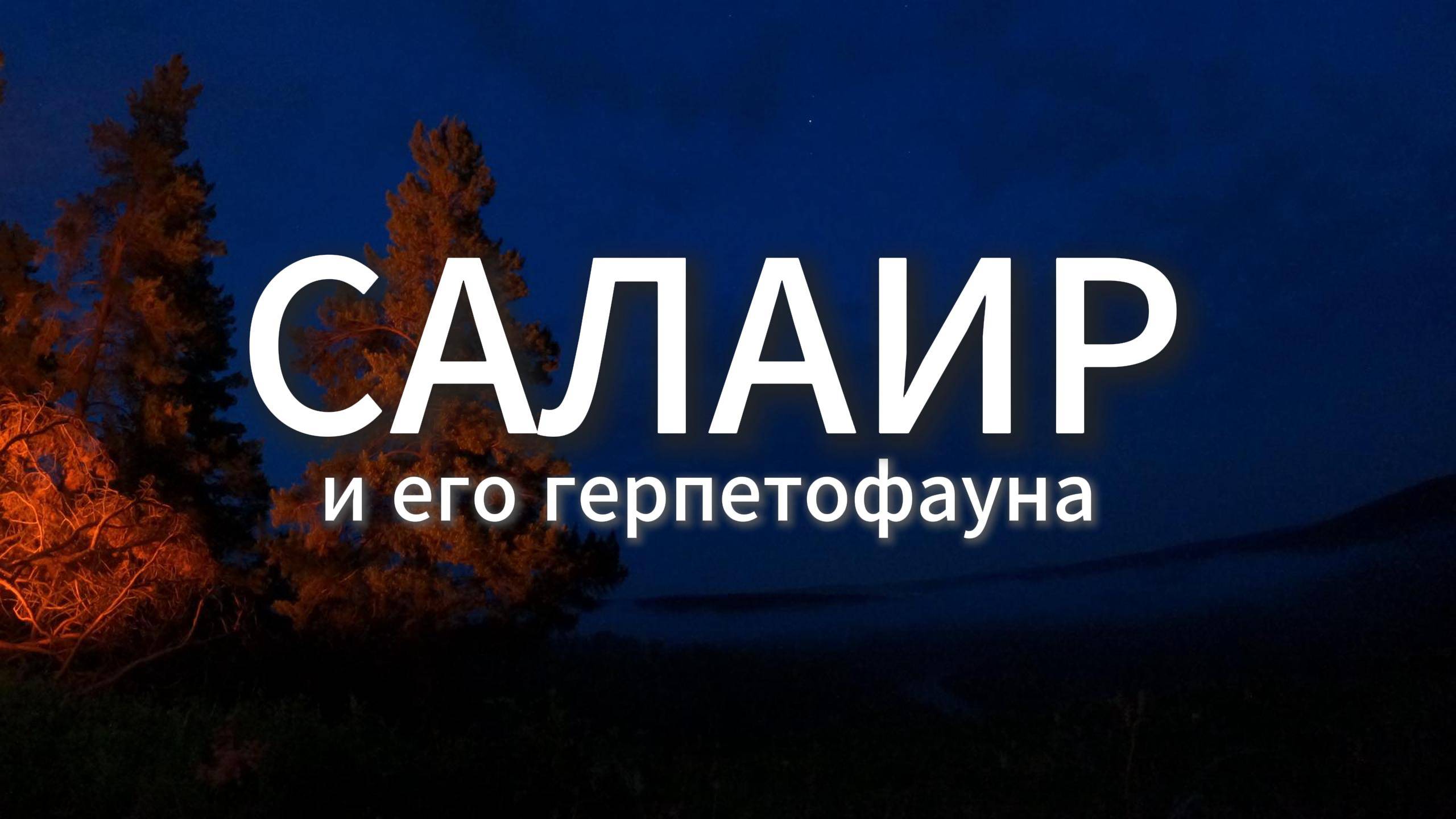 Экспедиция на Салаир. В поисках реликтовых представителей герпетофауны