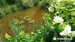 Опять подтопило