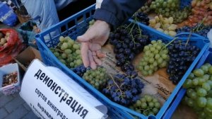 Лучшие сорта винограда для выращивания в нашей средней полосе России