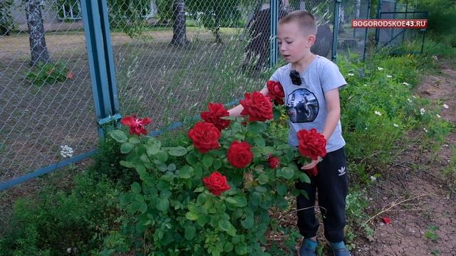 Про розы в Ошланской школе. смотреть онлайн