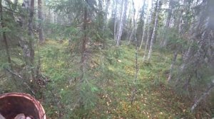 Тихая охота