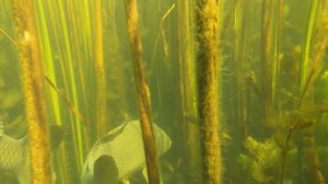 Так Мне Еще не Везло на Подводной Охоте. Момент встречи с ОГРОМНЫМИ САЗАНАМИ в протоках реки Белая