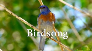 Пение птиц в природе, расслабляющие звуки, для сна и медитации.