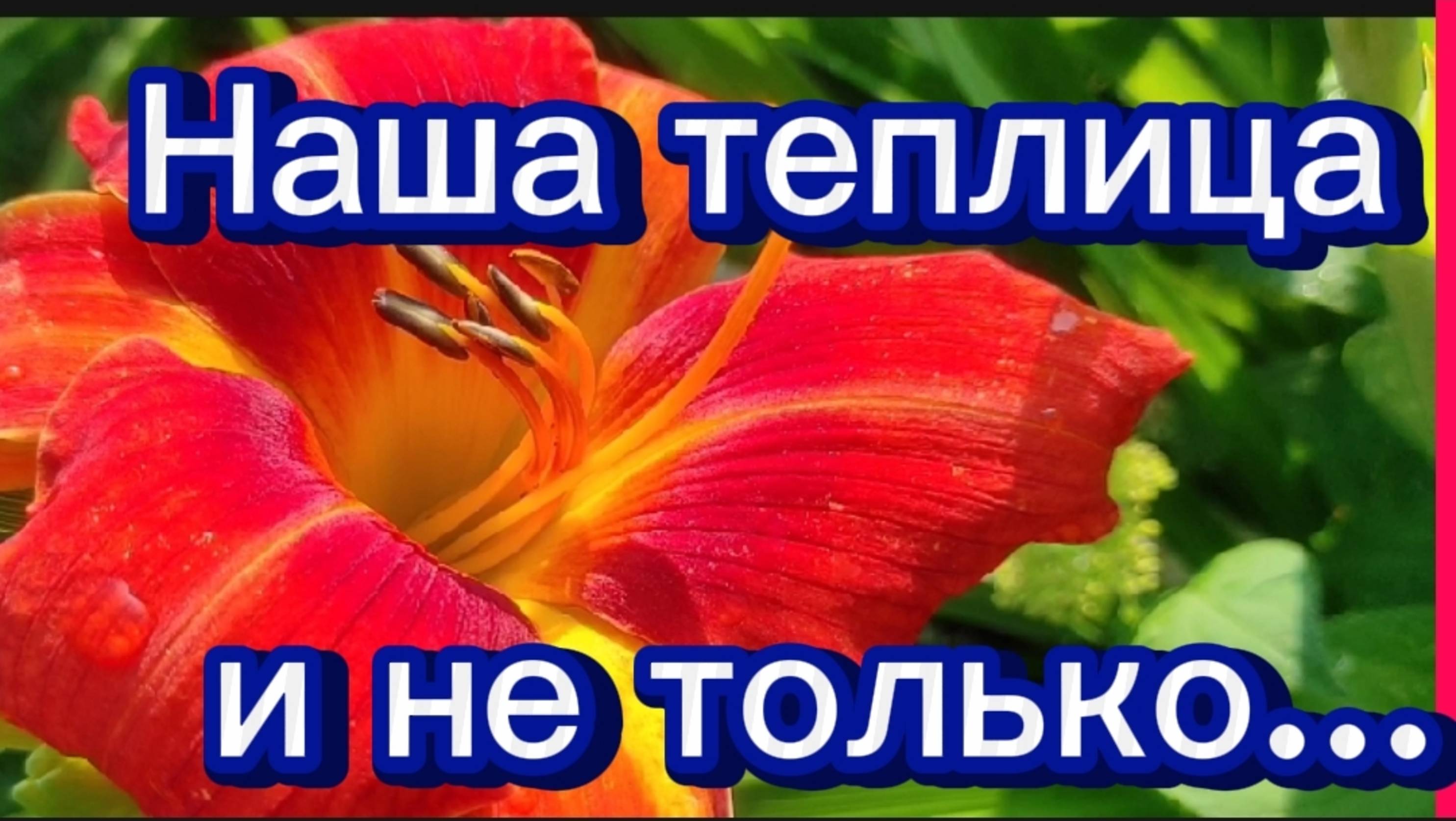 Наши помидорки и т. д. Молодые ласточки вылетели из гнезда... теплица. Малина... смотреть онлайн