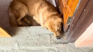 Мастер из Дубая модернизирует нам кухню. Как лучше, до или после?