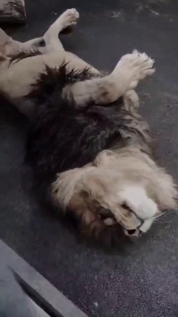 Лева в Липецком зоопарке наслаждается летними днями