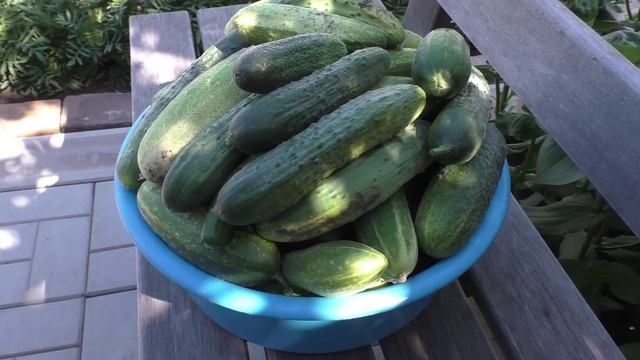 Массовое плодоношение огурцов