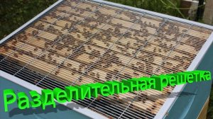 Неожиданные причины, почему пчелы не идут через разделительную решетку