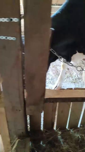 Отзыв о чугунной поилке для КРС на 2,5 л. смотреть онлайн