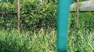 Чеснок почти созрел