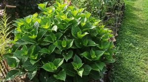 Как заставить цвести крупнолистную гортензию 🌼🌼🌼