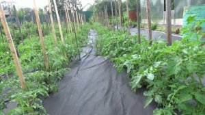 В Минусинске нет селекционеров!  А сорта МИНУСИНСКИЕ есть! Как это? Мое мнение об этом.