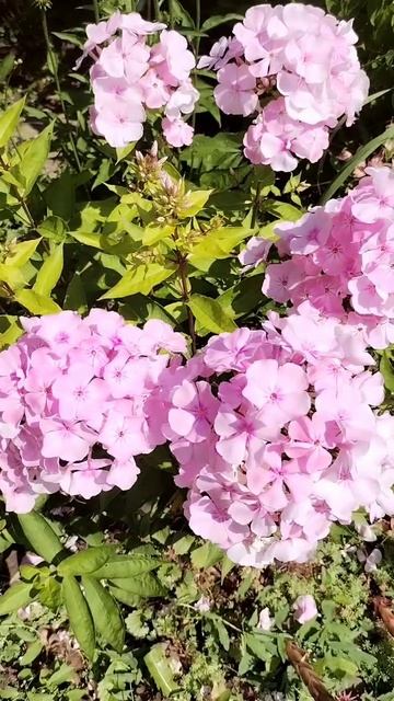 Лилии и флоксы в июле. 13.07.2025 смотреть онлайн