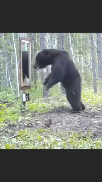 По утрам лучше на себя в зеркало не смотреть смотреть онлайн