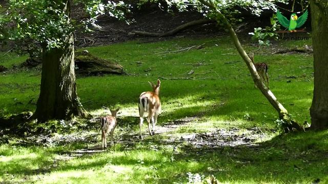 Почему олени сбрасывают рога смотреть онлайн