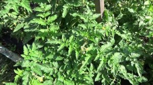 Когда начинать обрезать листья у Томатных Гномов?