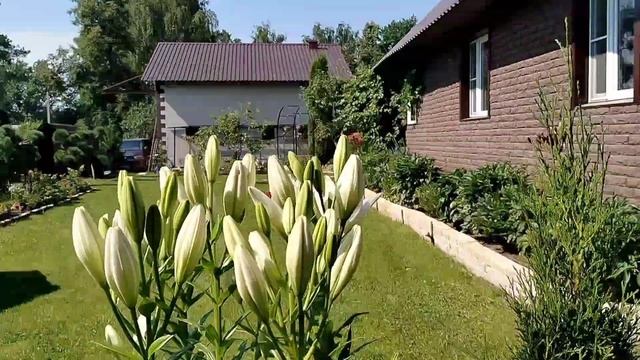 Лилии сорта 'Бах' в нашем саду. От бутонов до цветения 2025 смотреть онлайн