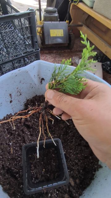 Отличная корневая система у черенков🌱 смотреть онлайн