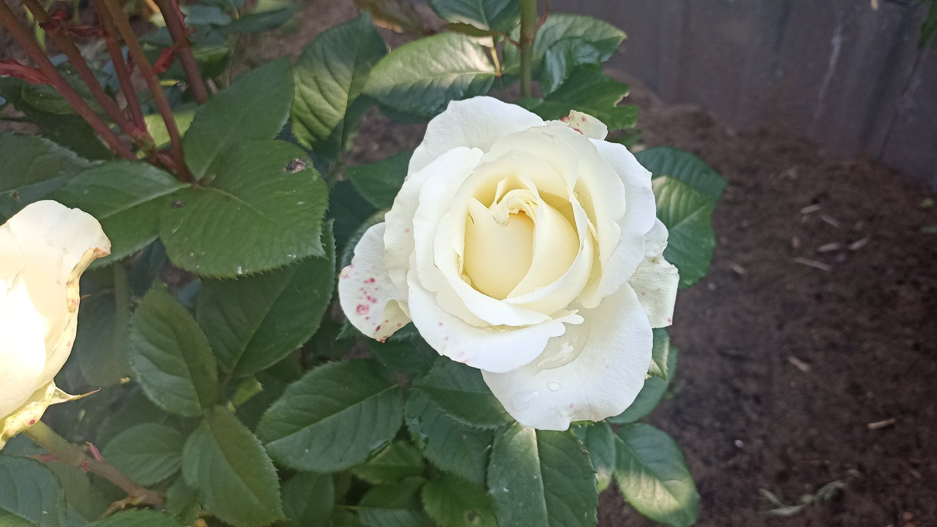 Белые розы. Красивая песня о любви.