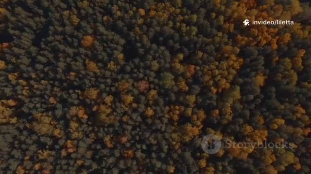 ЮЛИЛИ - ВРЕМЕНА ГОДА. ПРЕМЬЕРА  2025