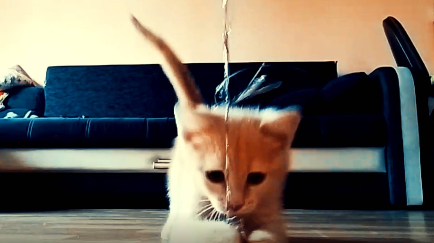 001Котики смотреть онлайн