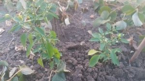 VID_20250715_175432.mp4