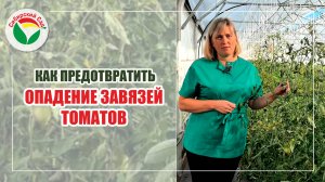 Как предотвратить опадение завязей томатов