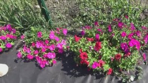 Я мечтаю в этом году собрать семена цветов и подарить их своим заказчикам.