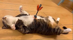 Самые смешные животные / Приколы с котами и собаками 2025 #26