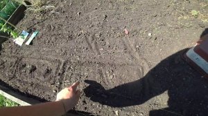 Сеем пекинскую капусту