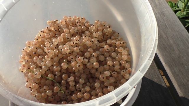 Урожай белой смородины