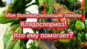 Больше никогда не сделаю это с томатами!🙅 Буйство кладоспориоза!
