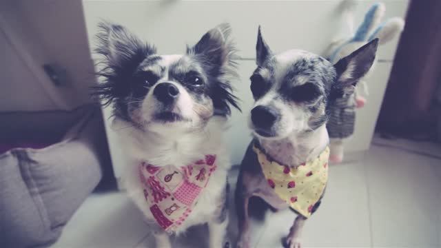 Модный аксессуар для собаки — делаем сами! 🐾🎀 смотреть онлайн