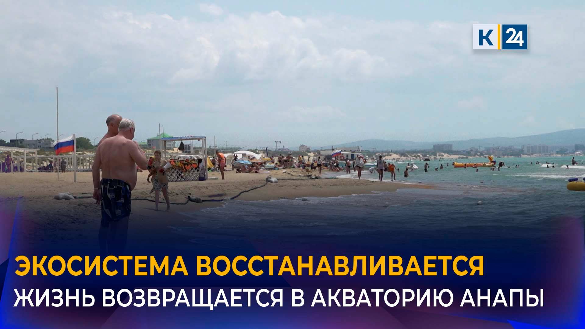 Ученые сообщили о начале восстановления экосистемы Анапы после ЧС с мазутом смотреть онлайн