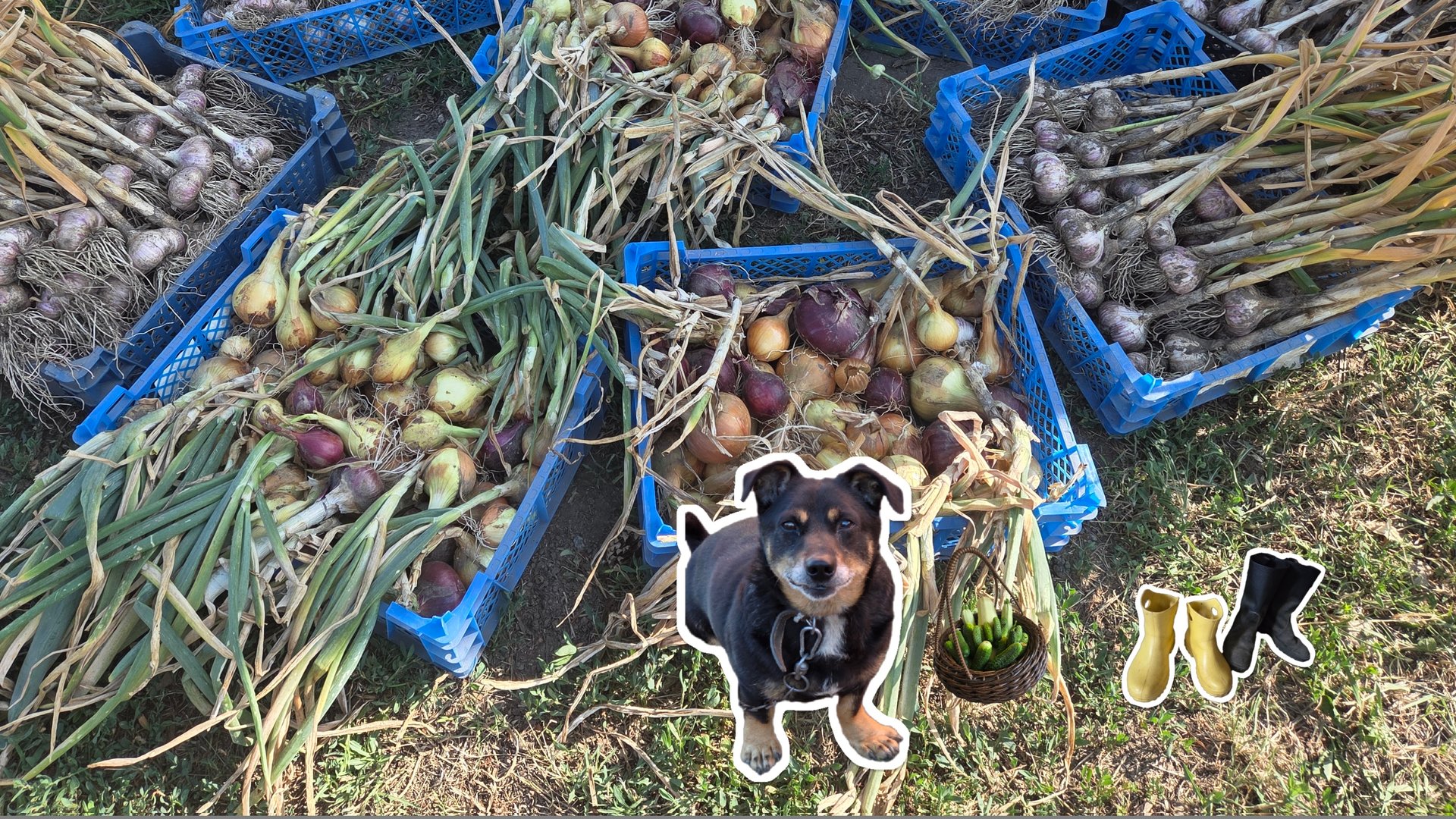 МОЙ ДЕРЕВЕНСКИЙ УИК-ЭНД/ХРУСТЯЩИЕ ОГУРЧИКИ/УТИЛИТАРНЫЙ ОБЪЕКТ ПОКРАШЕН:) УРОЖАЙ ЧЕСНОКА/Я ДОВОЛЬНА