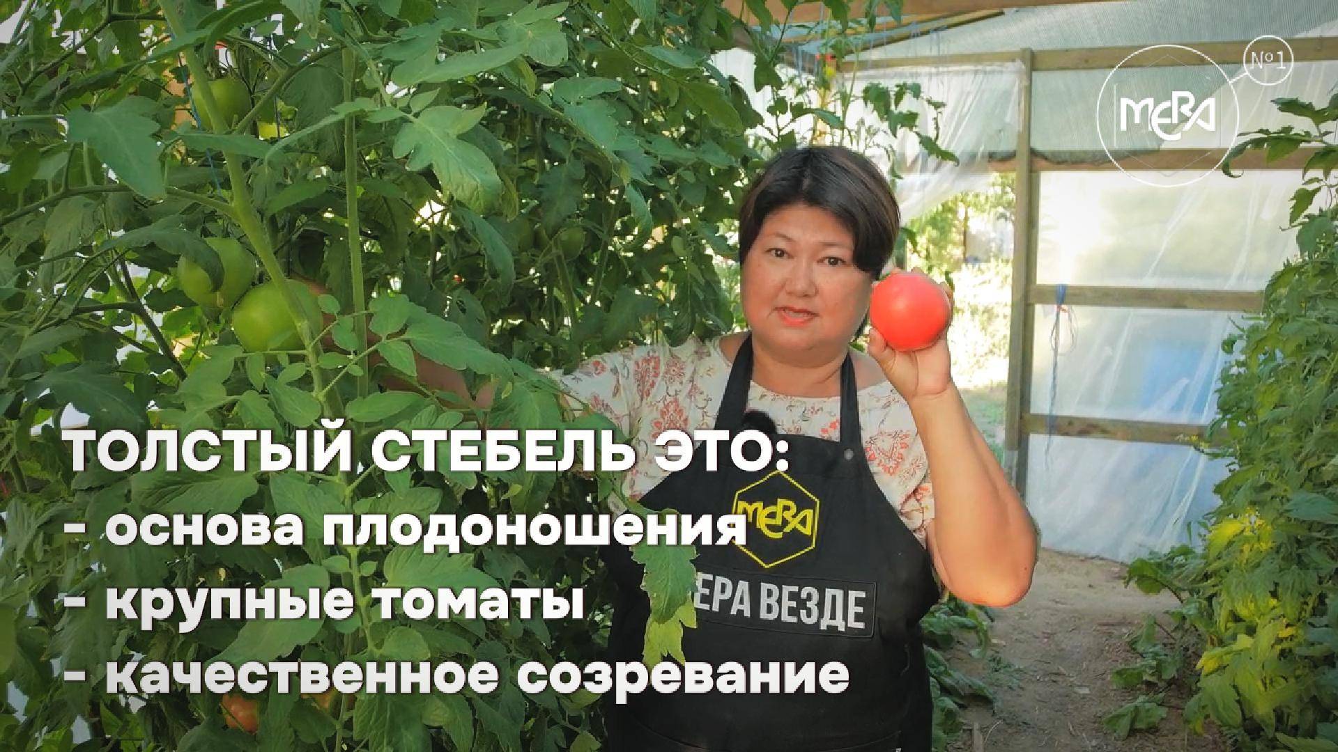 От чего зависит урожаность томатов? Стебель - один и важных органов и транспортная система томатов.