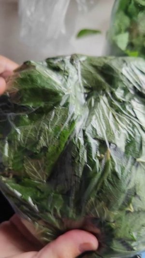 Ферментация листа смородины.