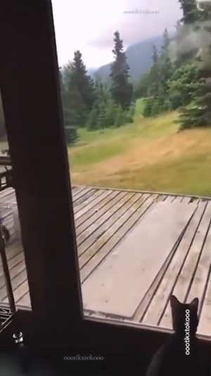 Наш TG https://t.me/liveofcats