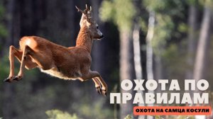Охота на самца косули в Новгородской области. Охота по правилам (38)