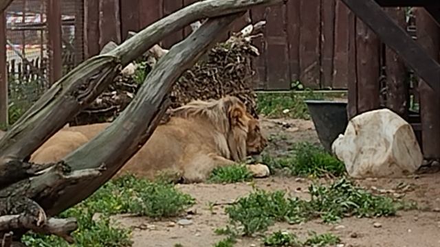 Задумчивый Шерхан.Пробует канистру на зуб.Шерзан не только мясоед, но и веган.Минск 11 июля.