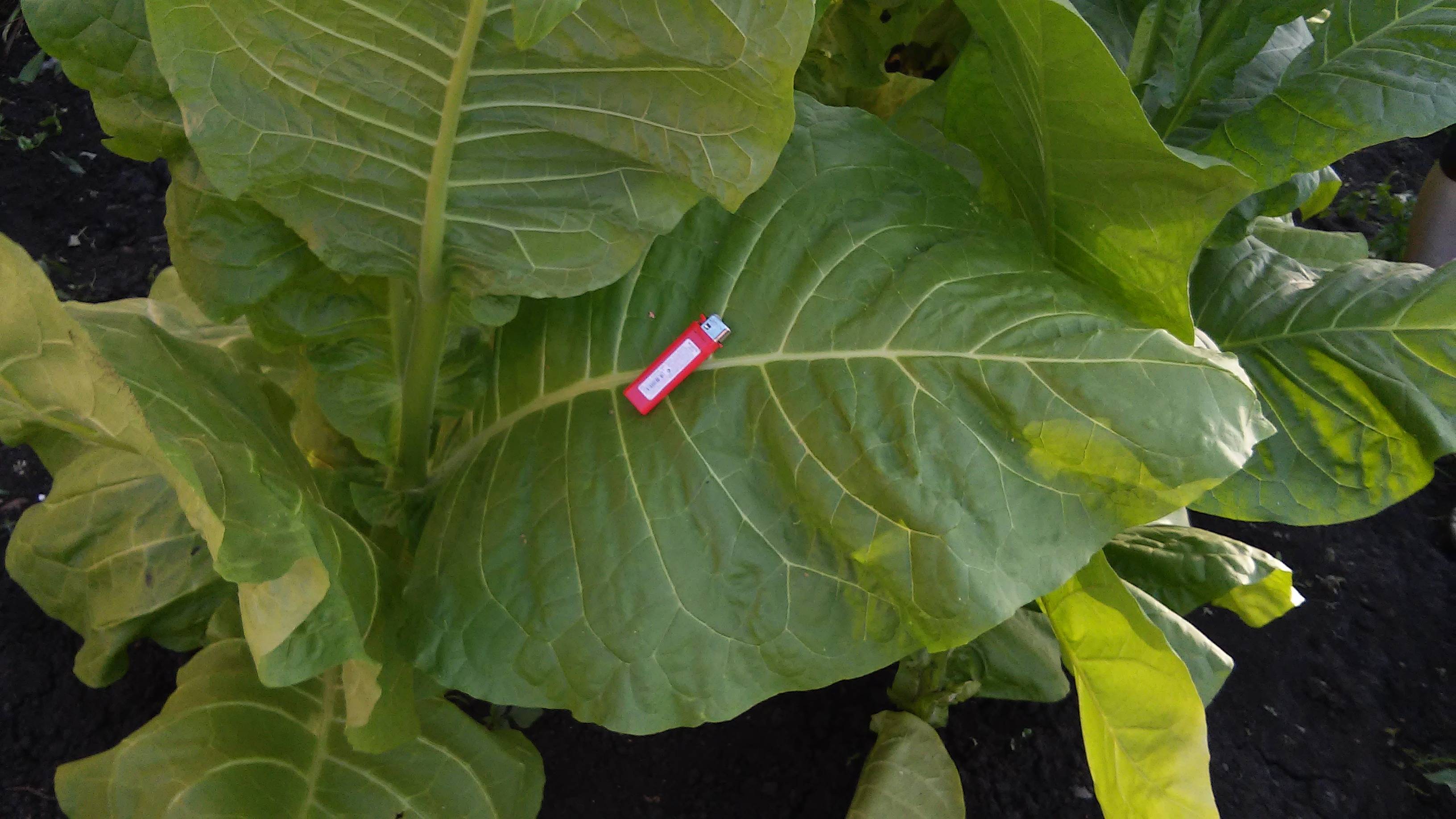 Выращивание табака.Табак не горит пепел черный. смотреть онлайн