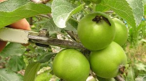 Пора разгружать яблони и груши!