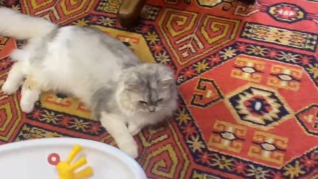 Пушистый калейдоскоп: игра цветов и текстур