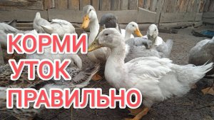 Не вздумай перекармливать этой травой уток и гусей