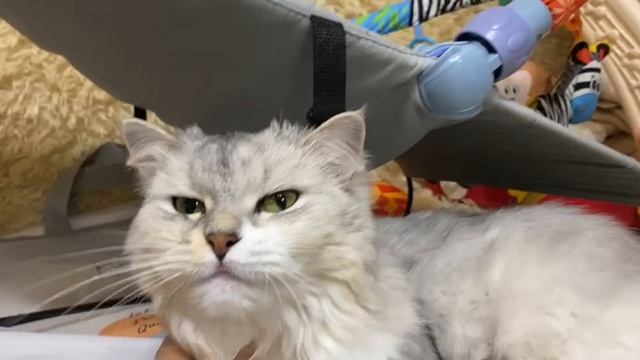 Пушистая магия: превращение меха в искусство