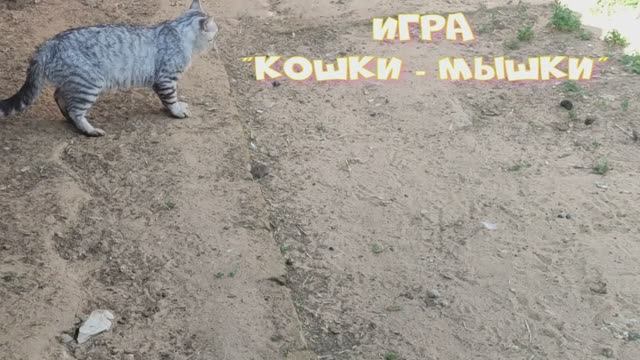"Кошки мышки" смотреть онлайн