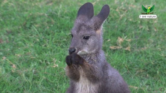 Как прыгает кенгуру смотреть онлайн