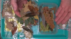 Хранение листьев для гальванопластики
