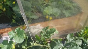 Почему нет арбузов