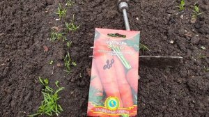 Морковь в июле. Никогда не будет морковной мухи. Сеем и удивляемся. Крупная, сладкая, ровная и чиста